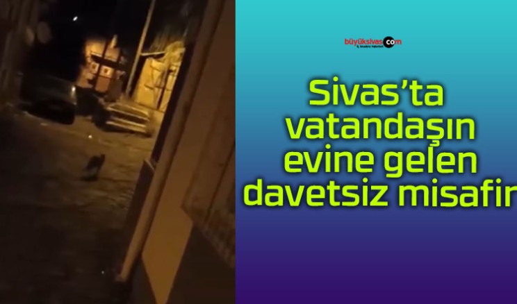 Sivas’ta vatandaşın evine gelen davetsiz misafir