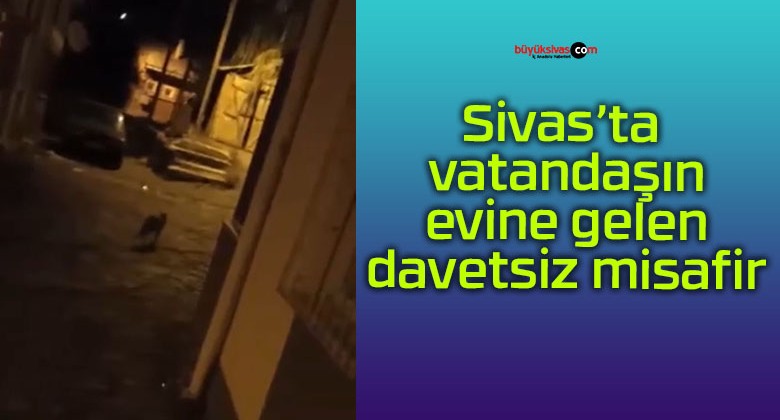 Sivas’ta vatandaşın evine gelen davetsiz misafir