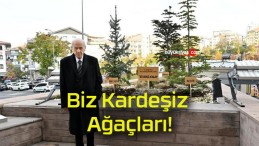 Biz Kardeşiz Ağaçları!