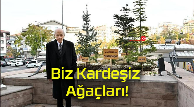 Biz Kardeşiz Ağaçları!