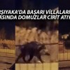 Sivas Karşıyaka Mahallesi’nde Villaların Arasında Domuzlar