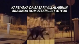 Sivas Karşıyaka Mahallesi’nde Villaların Arasında Domuzlar