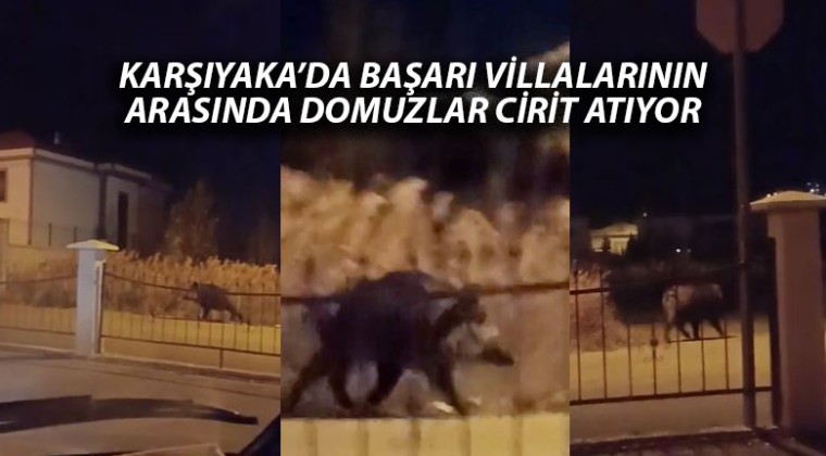 Sivas Karşıyaka Mahallesi’nde Villaların Arasında Domuzlar