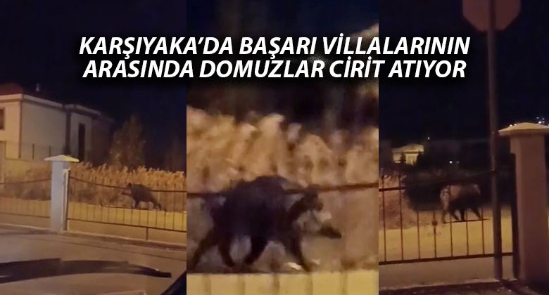 Sivas Karşıyaka Mahallesi’nde Villaların Arasında Domuzlar