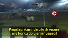 Paşafabrikasında piknik yapan aile korku dolu anlar yaşadı!