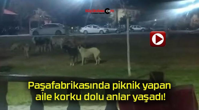 Paşafabrikasında piknik yapan aile korku dolu anlar yaşadı!