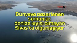 Dünyaya pazarlanan somonlar, denize kıyısı olmayan Sivas’ta olgunlaşıyor