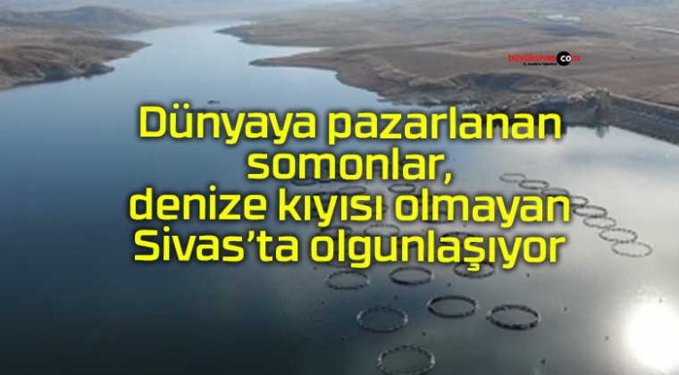 Dünyaya pazarlanan somonlar, denize kıyısı olmayan Sivas’ta olgunlaşıyor