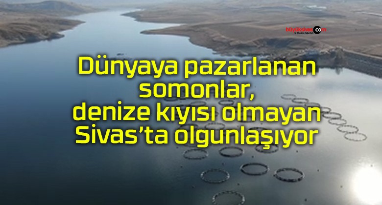 Dünyaya pazarlanan somonlar, denize kıyısı olmayan Sivas’ta olgunlaşıyor