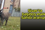 Sivas’ta başıboş eşek…Sahibi aranıyor!