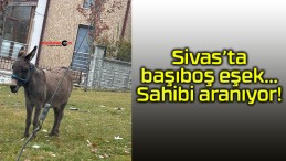 Sivas’ta başıboş eşek…Sahibi aranıyor!