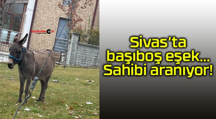 Sivas’ta başıboş eşek…Sahibi aranıyor!