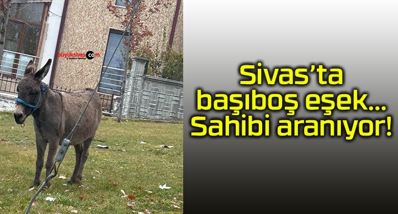 Sivas’ta başıboş eşek…Sahibi aranıyor!