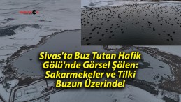 Sivas’ta Buz Tutan Hafik Gölü’nde Görsel Şölen: Sakarmekeler ve Tilki Buzun Üzerinde!