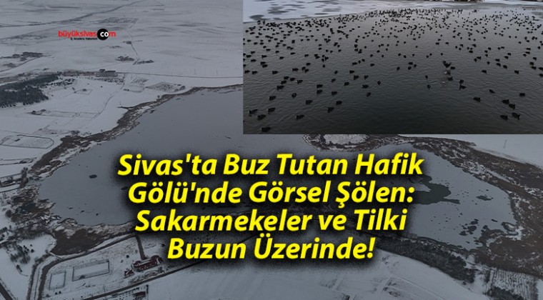 Sivas’ta Buz Tutan Hafik Gölü’nde Görsel Şölen: Sakarmekeler ve Tilki Buzun Üzerinde!