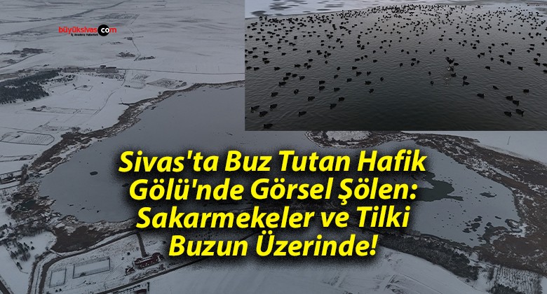 Sivas’ta Buz Tutan Hafik Gölü’nde Görsel Şölen: Sakarmekeler ve Tilki Buzun Üzerinde!