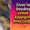 Sivas’ta Araç Çarpan Sokak Köpeği İçin Yardım Bekleyişi