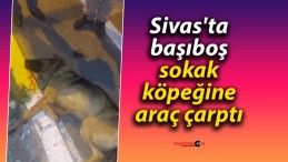 Sivas’ta Araç Çarpan Sokak Köpeği İçin Yardım Bekleyişi