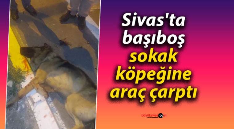 Sivas’ta Araç Çarpan Sokak Köpeği İçin Yardım Bekleyişi