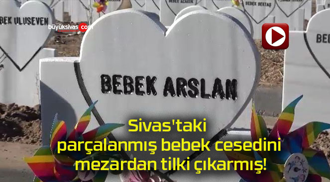 Sivas’taki parçalanmış bebek cesedini mezardan tilki çıkarmış!