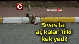 Sivas’ta aç kalan tilki kek yedi!