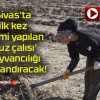 Sivas’ta ilk kez dikimi yapılan ‘Tuz çalısı’ hayvancılığı canlandıracak!