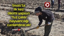 Sivas’ta ilk kez dikimi yapılan ‘Tuz çalısı’ hayvancılığı canlandıracak!