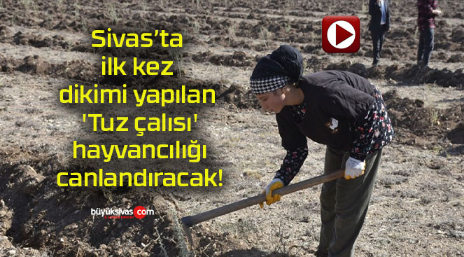 Sivas’ta ilk kez dikimi yapılan ‘Tuz çalısı’ hayvancılığı canlandıracak!