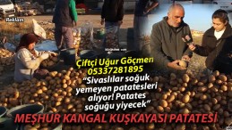 Sivas Kangal Kuşkayası Patatesi – Uğur Göçmen – 05337281895