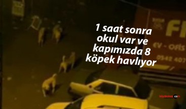 Sivas Aydoğan Mahallesi’nde Köpek Sorunu: Veliler ve Çocuklar Tedirgin