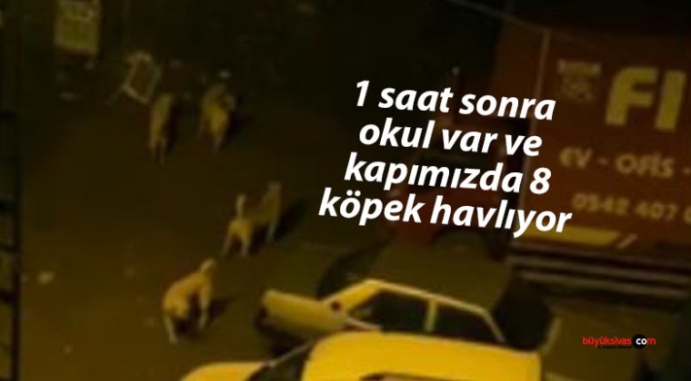 Sivas Aydoğan Mahallesi’nde Köpek Sorunu: Veliler ve Çocuklar Tedirgin