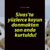 Sivas’ta yüzlerce koyun donmaktan son anda kurtuldu!