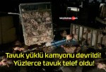 Tavuk yüklü kamyonu devrildi! Yüzlerce tavuk telef oldu!