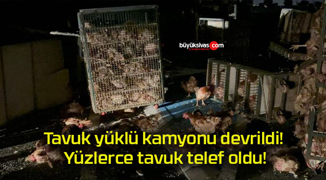 Tavuk yüklü kamyonu devrildi! Yüzlerce tavuk telef oldu!