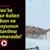 Sivas’ta mahsur kalan 4 çoban ve bin koyunun kurtarılma anı kamerada!