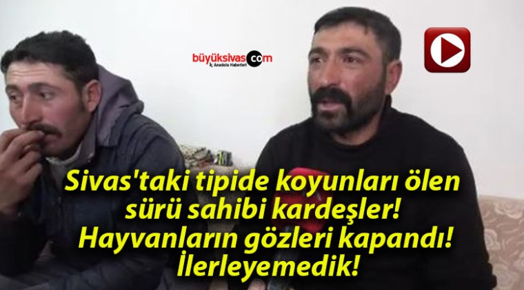 Sivas’taki tipide koyunları ölen sürü sahibi kardeşler! Hayvanların gözleri kapandı! İlerleyemedik!