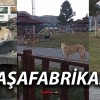 Paşafabrikası Piknik Alanında Sokak Köpekleri Endişe Yarattı