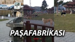 Paşafabrikası Piknik Alanında Sokak Köpekleri Endişe Yarattı