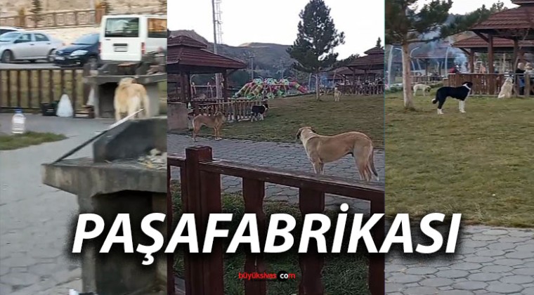 Paşafabrikası Piknik Alanında Sokak Köpekleri Endişe Yarattı