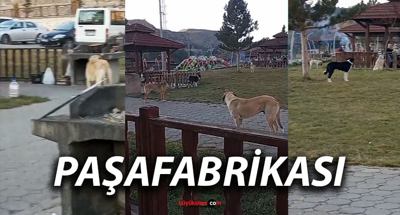 Paşafabrikası Piknik Alanında Sokak Köpekleri Endişe Yarattı