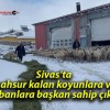 Sivas’ta mahsur kalan koyunlara ve çobanlara başkan sahip çıktı!