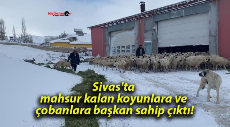 Sivas’ta mahsur kalan koyunlara ve çobanlara başkan sahip çıktı!