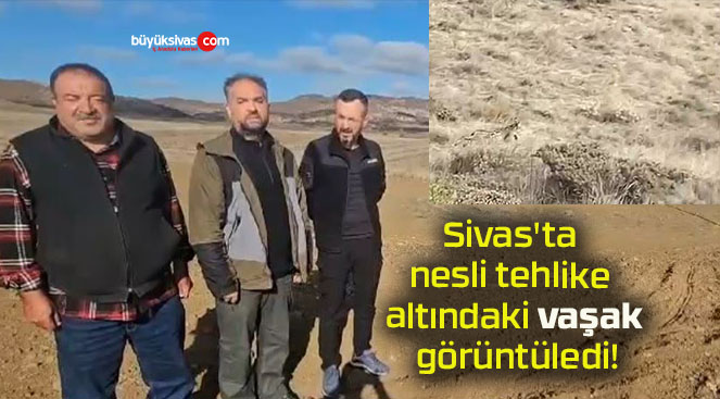 Sivas’ta nesli tehlike altındaki vaşak görüntüledi!