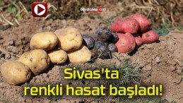 Sivas’ta renkli hasat başladı!