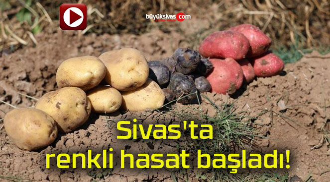 Sivas’ta renkli hasat başladı!