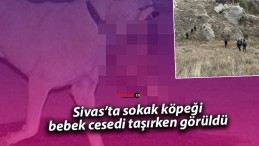 Sivas’ta Başıboş Sokak Köpeğinin Ağzında Bebek Cesedi