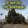 9 asırdır hiç solmadı!