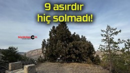 9 asırdır hiç solmadı!