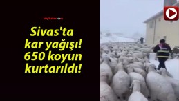 Sivas ‘ta kar yağışı! 650 koyun kurtarıldı!