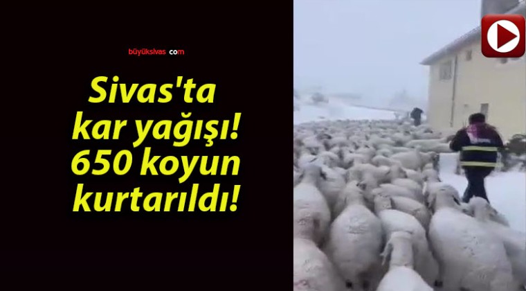 Sivas ‘ta kar yağışı! 650 koyun kurtarıldı!